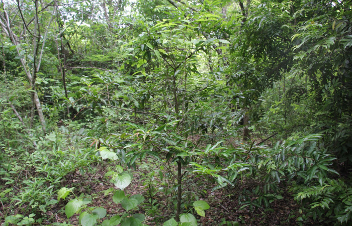 Figura 27. Planta hospedera <i>Ouratea lucens</i></i> (Ochnaceae), de <i> Udranomia tomdaley</i></i>, (Hesperiidae). Foto, Elieth Cantillano. 21 mayo 2022.