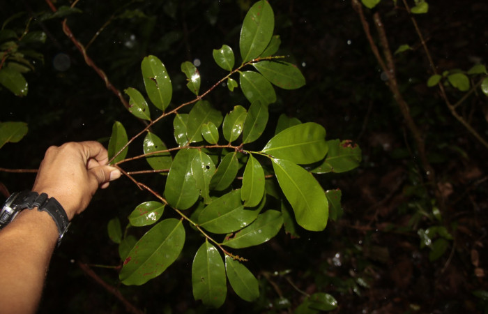 Figura 28. Planta hospedera posición hojas, <i>Ouratea lucens</i></i> (Ochnaceae), de <i> Udranomia tomdaley</i></i>, (Hesperiidae). Foto, Adrian Guadamuz. 1 junio 2022.