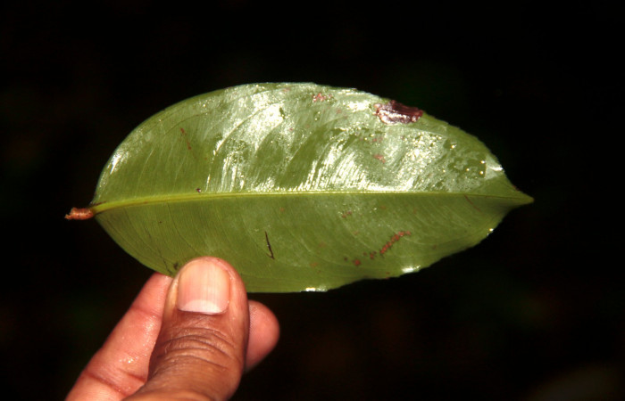 Figura 29. Planta hospedera posición hoja envés, <i>Ouratea lucens</i></i> (Ochnaceae), de <i> Udranomia tomdaley</i></i>, (Hesperiidae). Foto, Adrian Guadamuz. 1 junio 2022.