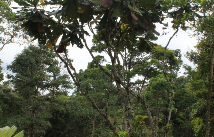 Figura 30. Planta hospedera, <i>Cespedesia spathulata</i></i> (Ochnaceae), de <i> Udranomia</i></i> kikkawaiDHJ02, (Hesperiidae). Foto, Jorge Hernández. 16 abril 2014.