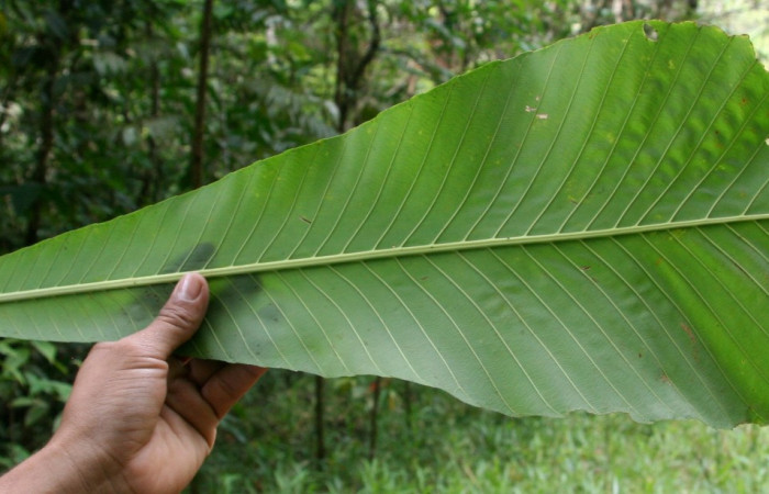 Figura 31. Posición hoja envés, <i>Cespedesia spathulata</i></i> (Ochnaceae), de <i> Udranomia</i></i> kikkawaiDHJ02, (Hesperiidae). Foto, Jorge Hernández. 16 abril 2014.