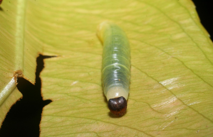 Figura 3. Cabeza <i>Udranomia tomdaleyi</i></i>, (Hesperiidae), en la planta <i>Ouratea lucens</i></i> (Ochnaceae). Sector El Hacha, Estación Los Almendros, (elevación 290 metros). Colectada 27 mayo 2008. (08-SRNP-21281-DHJ438197.JPG).