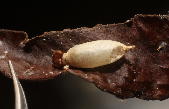Figura 4. Larva parasitada <i>Udranomia tomdaleyi</i></i>, (Hesperiidae), por Hyposoter HYP-04A de la familia Ichneumonidae. Sector San Cristobal, Bosque Transición, (elevación 540 metros). Colectada 17 mayo 2011. (11-SRNP-2039-DHJ800455.JPG).