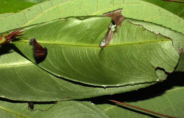 Figura 5. Casita de la larva <i>Udranomia tomdaleyi</i></i>, (Hesperiidae), en la planta <i>Ouratea lucens</i></i> (Ochnaceae). Sector Cacao, Quebrada Otilio, (elevación 550 metros). Colectada 26 junio 2014. (14-SRNP-35373-DHJ490769.jpg).