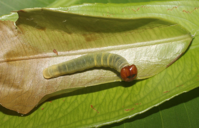 Figura 6. Dorsal entero <i>Udranomia tomdaleyi</i></i>, (Hesperiidae), en la planta <i>Ouratea lucens</i></i> (Ochnaceae). Sector Pailas, PL12, (elevación 752 metros). Colectada 19 junio 2014. (14-SRNP-56397-DHJ492217.jpg).