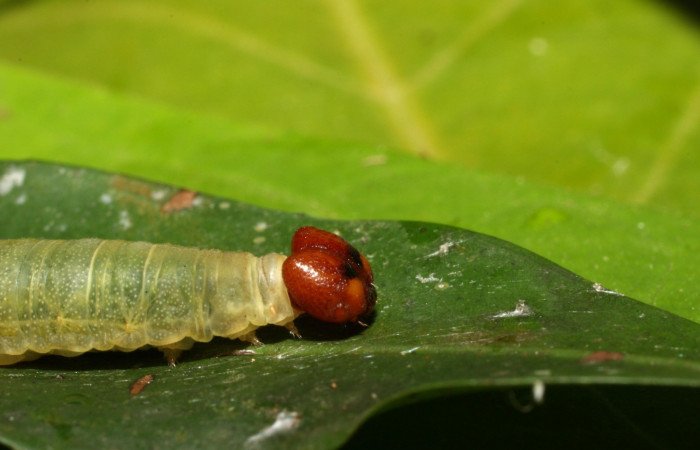 Figura 7. Lateral tórax <i>Udranomia tomdaleyi</i></i>, (Hesperiidae), en la planta <i>Ouratea lucens</i></i> (Ochnaceae). Sector Cacao,Quebrada Otilio, (elevación 550 metros). Colectada 26 junio 2014. (14-SRNP-35372-DHJ490758.jpg).
