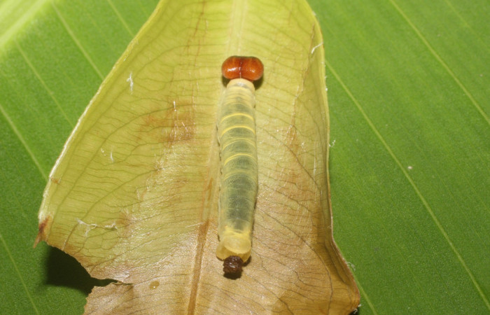 Figura 8. Parte posterior <i>Udranomia tomdaleyi</i></i>, (Hesperiidae), en la planta <i>Ouratea lucens</i></i> (Ochnaceae). Sector Pailas, PL 12, (elevación 752 metros). Colectada 19 junio 2014. (14-SRNP-56397-DHJ492222.jpg).