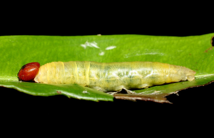Figura 9. Lateral entero <i>Udranomia tomdaleyi</i></i>, (Hesperiidae), en la planta <i>Ouratea lucens</i></i> (Ochnaceae). Sector Cacao, Quebrada Otilio, (elevación 550 metros). Colectada 19 junio 2014. (14-SRNP-35373-DHJ490770.jpg).