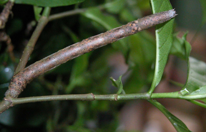 Larva en posición dorsal de <i>Simopteryx torquataria</i></i> (Geometridae), U estadio. Sector Cacao, Quebrada Otilio. Voucher 05-SRNP-45540-DHJ408034.jpg.