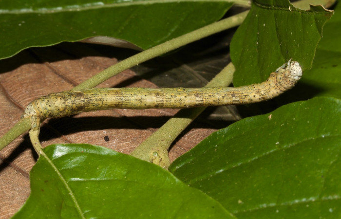 Larva en posición dorsal de <i>Simopteryx torquataria</i></i> (Geometridae), U estadio. Sector Pitilla, Casa Roberto. Voucher 19-SRNP-30211-DHJ749020.jpg.