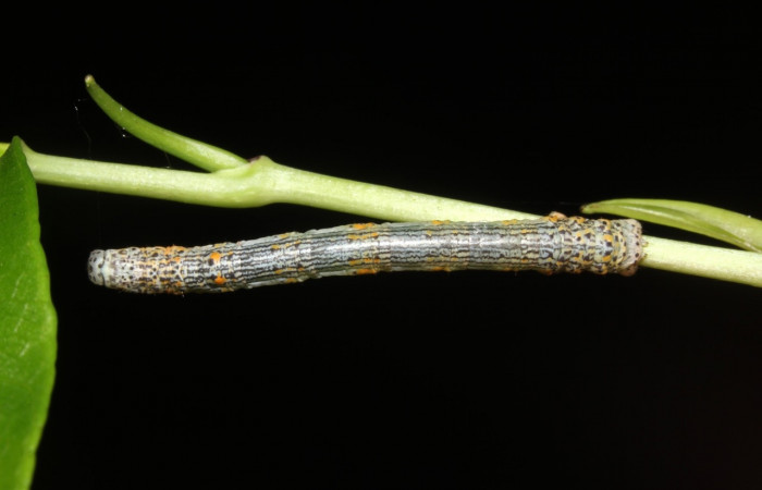 Larva en posición dorsal de <i>Simopteryx</i></i> torquatariaDHJ01 (Geometridae), U estadio. Sector Rincon Rain Forest, Rió Francia. Voucher 18-SRNP-41843-DHJ725968.jpg.
