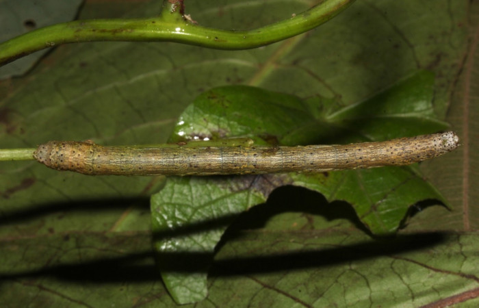 Larva en posición dorsal de <i>Simopteryx</i></i>torquatariaDHJ02 (Geometridae), U estadio. Sector Pitilla, Casa Roberto. Voucher 18-SRNP-31147-DHJ745332.jpg