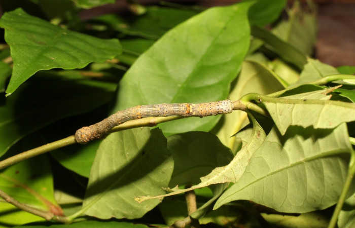 Larva en posición dorsal de <i>Simopteryx</i></i> torquatariaDHJ03 (Geometridae), PU estadio. Sector Cacao, Sendero derrumbe. Voucher 18-SRNP-35241-DHJ734782.jpg.