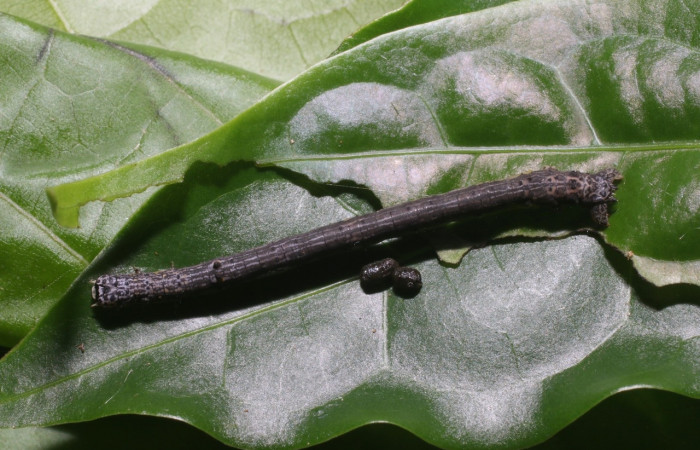 Larva en posición dorsal de <i>Simopteryx</i></i> torquatariaDHJ05 (Geometridae), PU estadio. Sector San Cristóbal, Sendero Perdido. Voucher 18-SRNP-2559-DHJ705758.jpg.