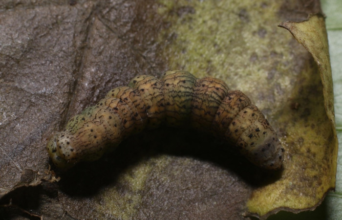 Prepupa en posición dorsal de <i>Simopteryx</i></i> torquatariaDHJ02 (Geometridae). Sector Rincon Rain Forest, Flechasd. Voucher 19-SRNP-80635-DHJ754418.jpg.
