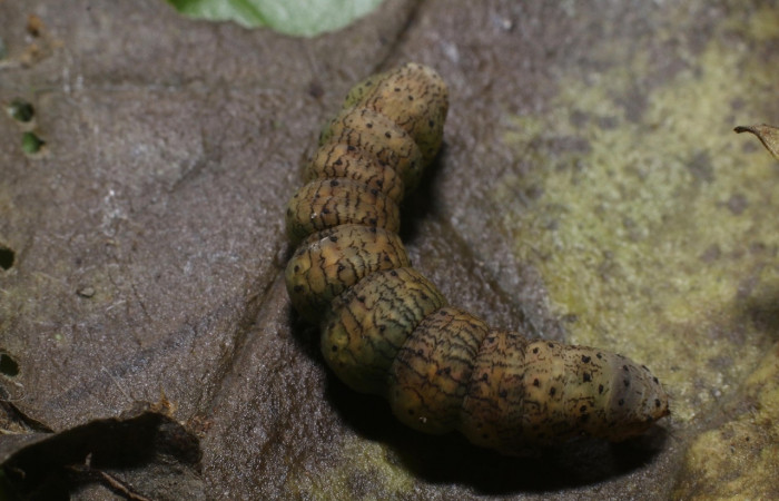 Figura 9. Pupa en posición dorsal de <i>Simopteryx </i></i>torquatariaDHJ02 (Geometridae). Sector Pitilla, Sendero Laguna. Voucher 18-SRNP-31147-DHJ745696.jpg. Prepupa en posición dorsal de <i>Simopteryx</i></i> torquatariaDHJ02 (Geometridae). Sector Rincon Rain Forest, Flechasd. Voucher 19-SRNP-80635-DHJ754421.jpg.