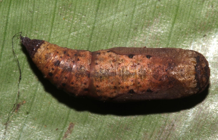 Figura 9. Pupa en posición dorsal de <i>Simopteryx</i></i> torquatariaDHJ02 (Geometridae). Sector Pitilla, Sendero Laguna. Voucher 18-SRNP-31147-DHJ745696.jpg.
