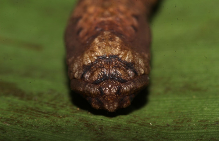 Pupa en posición frontal de <i>Simopteryx</i></i> torquatariaDHJ02 (Geometridae). Sector Pitilla, Sendero Laguna. Voucher 18-SRNP-31147-DHJ745698.jpg.