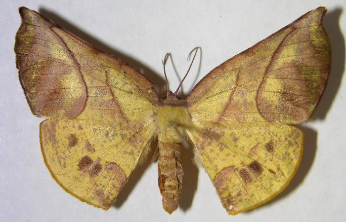 Adulto en posición dorsal de <i>Simopteryx</i></i> torquatariaDHJ01 (Geometridae). Sector Del Oro, Puente Mena. Voucher 07-SRNP-20496-DHJ371494.