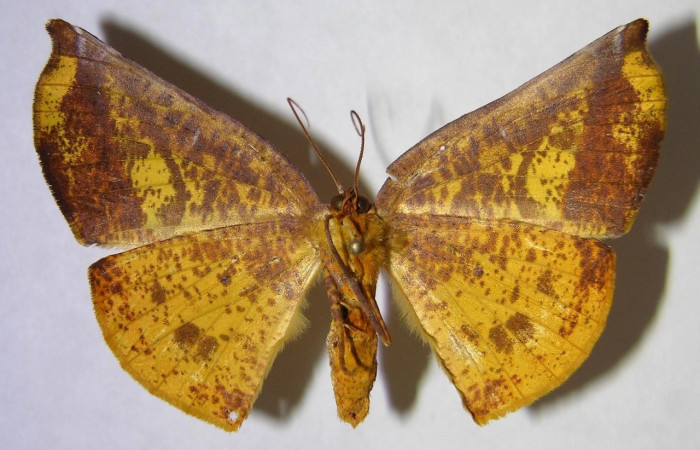 Adulto en posición ventral de <i>Simopteryx</i></i> torquatariaDHJ01 (Geometridae). Sector Del Oro, Puente Mena. Voucher 07-SRNP-20496-DHJ371495.