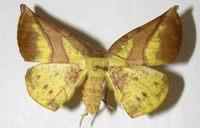 Adulto en posición dorsal de <i>Simopteryx</i></i> torquatariaDHJ03 (Geometridae). Sector Cacao, Sendero Circular. Voucher 02-SRNP-23342-DHJ357216.