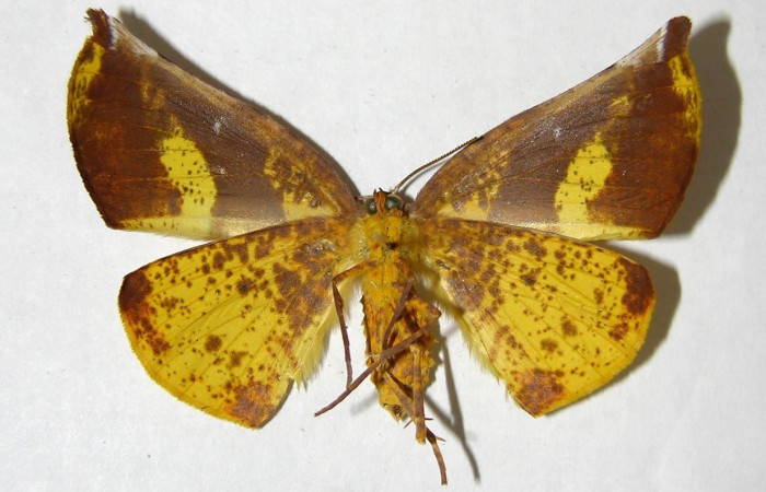 Adulto en posición ventral de <i>Simopteryx</i></i> torquatariaDHJ03 (Geometridae). Sector Cacao, Sendero Circular. Voucher 02-SRNP-23342-DHJ357217.