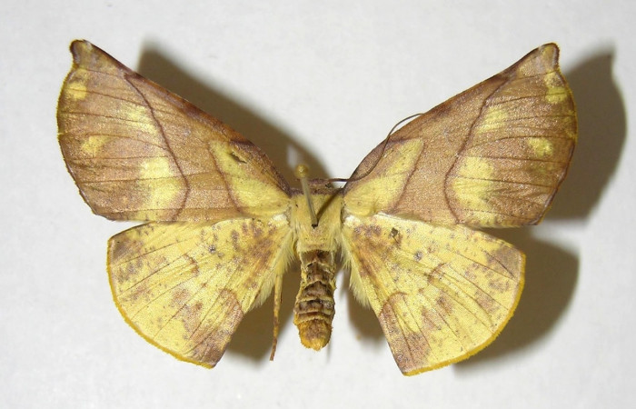 Adulto en posición dorsal de <i>Simopteryx</i></i> torquatariaDHJ04 (Geometridae). Sector El Hacha, Casa Uno. Voucher 00-SRNP-3442-DHJ357218.