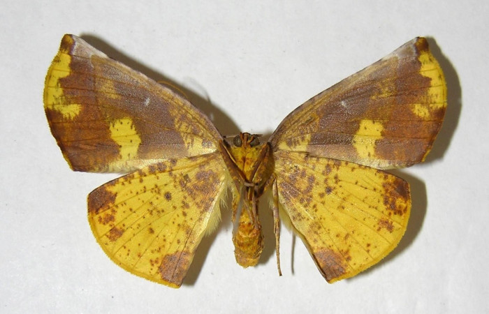 Adulto en posición ventral de <i>Simopteryx</i></i> torquatariaDHJ04 (Geometridae). Sector El Hacha, Casa Uno. Voucher 00-SRNP-3442-DHJ357219.