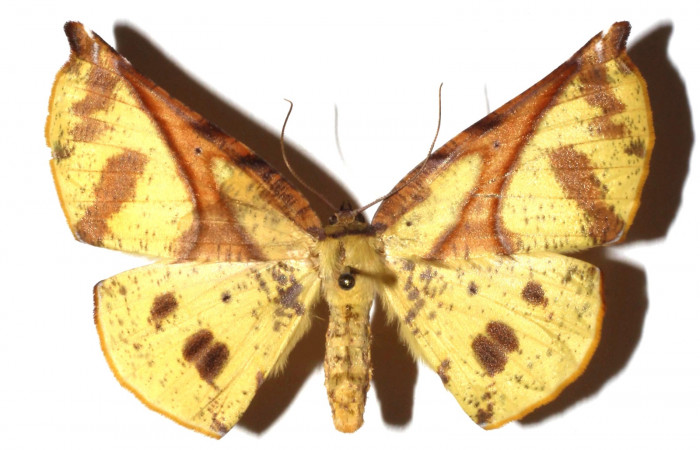 Adulto en posición dorsal de <i>Simopteryx</i></i> torquatariaDHJ05 (Geometridae). Sector Santa María, Sendera Fosa. Voucher 17-SRNP-35296-DHJ931130.