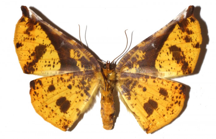 Adulto en posición ventral de <i>Simopteryx</i></i> torquatariaDHJ05(Geometridae). Sector Santa María, Sendero Fosa. Voucher 17-SRNP-35296-DHJ931131.