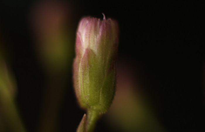 Figura. 10 Boton lateral, <i>Heterocondylus Vitalbae</i></i>, (Asteraceae). Area de Conservación Guanacaste, Sector Rincón Rain Forest, Cafecito, (elevación 410 metros), colectada el 6 de junio 2022. Foto, Jorge Hernández.