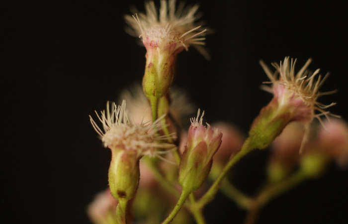 Figura. 11 Flores laterales, <i>Heterocondylus Vitalbae</i></i>, (Asteraceae). Area de Conservación Guanacaste, Sector Rincón Rain Forest, Cafecito, (elevación 410 metros), colectada el 6 de junio 2022. Foto, Jorge Hernández.