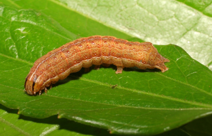 Figura. 12 Larva <i>Perigea</i></i> lineataDHJ02 (Erebidae), posición dorsal entero alimentándose en <i>Herocondylus vitalbae</i></i>, (Asteraceae). (07-SRNP-65510-DHJ429470.jpg).