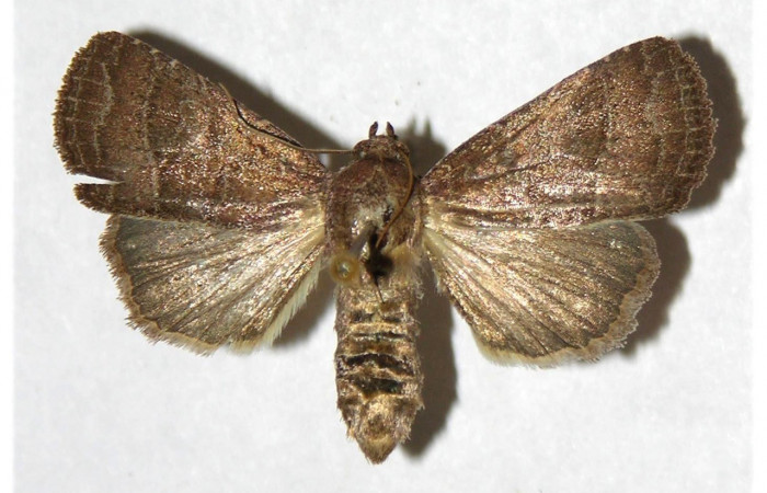 Figura. 13 Adulto <i>Perigea</i></i> lineataDHJ02 (Noctuidae), posición vista dorsal entero. (01-SRNP-5906-DHJ321314).
