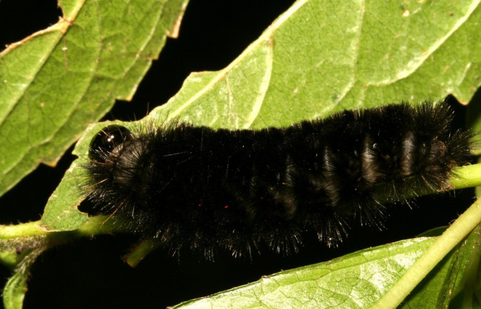 Figura. 14 Larva <i>Leucanopsis polyodonta</i></i> (Erebidae), posición dorsal entero alimentándose en <i>Herocondylus vitalbae</i></i>, (Asteraceae). (11-SRNP-41697-DHJ483083.jpg).