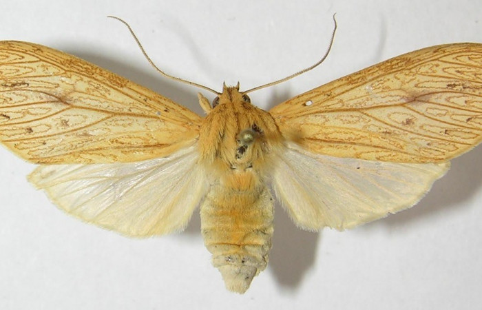 Figura. 15 Adulto <i>Leucanopsis polyodonta</i></i> (Erebidae), posición vista dorsal entero. (11-SRNP-41697-DHJ543978).
