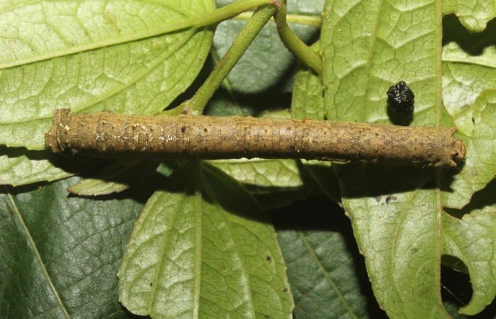 Figura. 16 Larva <i>Paragonia</i></i> tasimaDHJ03 (Geometridae), posición dorsal entero alimentándose en <i>Herocondylus vitalbae</i></i>, (Asteraceae). (18-SRNP-71107-DHJ742382.jpg).