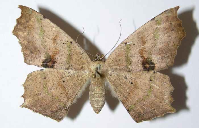 Figura. 17 Adulto <i>Paragonia</i></i> tasimaDHJ03 (Geometridae), posición vista dorsal entero. (04-SRNP-32794-DHJ325874).
