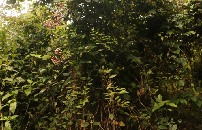 Figura. 1 Habitad, <i>Heterocondylus Vitalbae</i></i>, (Asteraceae). Area de Conservación Guanacaste, Sector Rincón Rain Forest, Cafecito, (elevación 410 metros), colectada el 6 de junio 2022. Foto, Jorge Hernández.