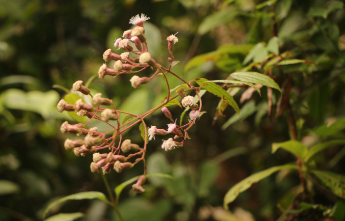 Figura. 2 Habitad, <i>Heterocondylus Vitalbae</i></i>, (Asteraceae). Area de Conservación Guanacaste, Sector Rincón Rain Forest, Cafecito, (elevación 410 metros), colectada el 6 de junio 2022. Foto, Jorge Hernández.