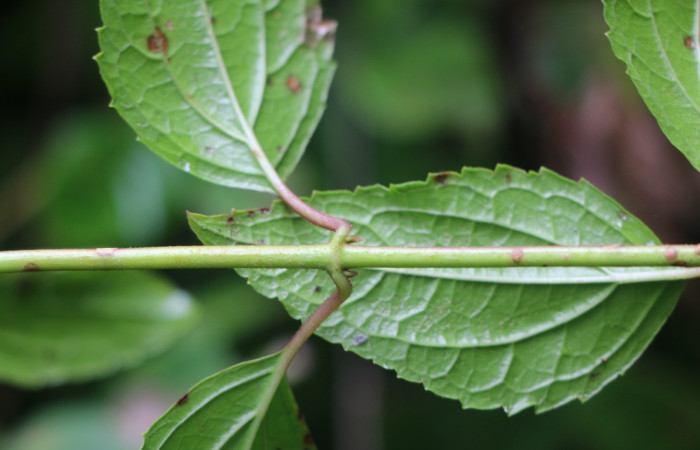 Figura. 3 Posición hojas , <i>Heterocondylus Vitalbae</i></i>, (Asteraceae). Area de Conservación Guanacaste, Sector Rincón Rain Forest, Cafecito, (elevación 410 metros), colectada el 6 de junio 2022. Foto, Jorge Hernández.