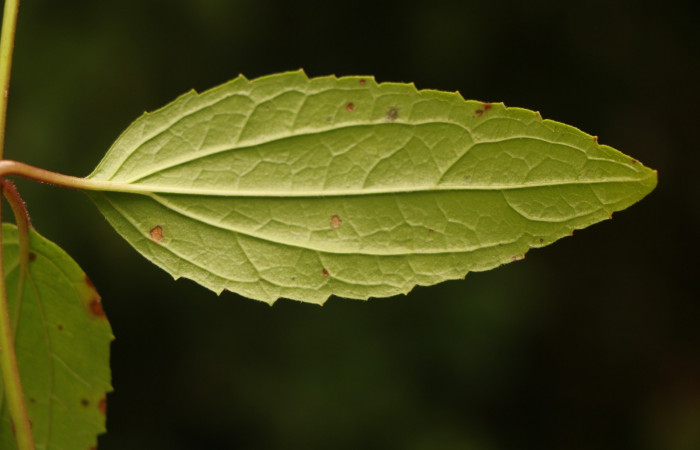 Figura. 4 Hoja envés, <i>Heterocondylus Vitalbae</i></i>, (Asteraceae). Area de Conservación Guanacaste, Sector Rincón Rain Forest, Cafecito, (elevación 410 metros), colectada el 6 de junio 2022. Foto, Jorge Hernández.