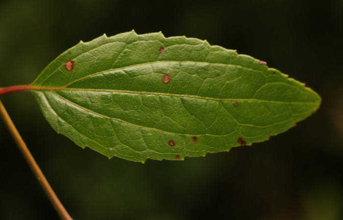 Figura. 5 Hoja haz, <i>Heterocondylus Vitalbae</i></i>, (Asteraceae). Area de Conservación Guanacaste, Sector Rincón Rain Forest, Cafecito, (elevación 410 metros), colectada el 6 de junio 2022. Foto, Jorge Hernández.