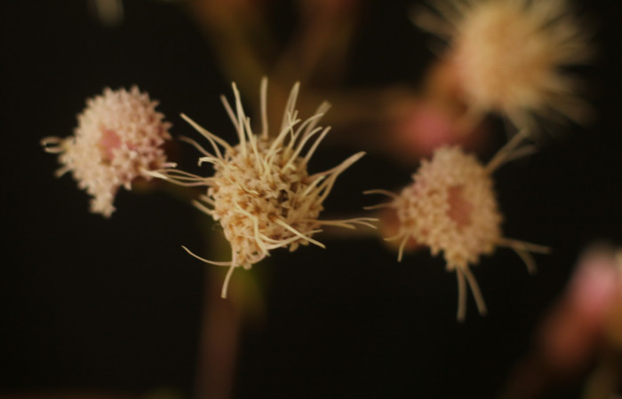 Figura. 9 Flores de frente, <i>Heterocondylus Vitalbae</i></i>, (Asteraceae). Area de Conservación Guanacaste, Sector Rincón Rain Forest, Cafecito, (elevación 410 metros), colectada el 6 de junio 2022. Foto, Jorge Hernández.