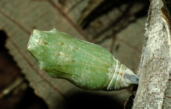 Fig. 11. Pupa de <i>Hypanartia godmanii</i></i> (Nymphalidae), sostenida del crémaster a hoja seca Area de Conservación Guanacaste, Sector Cacao, Sendero Derrumbe, elevación 1220mt. ( 02-SRNP-23207-DHJ70404.jpg).