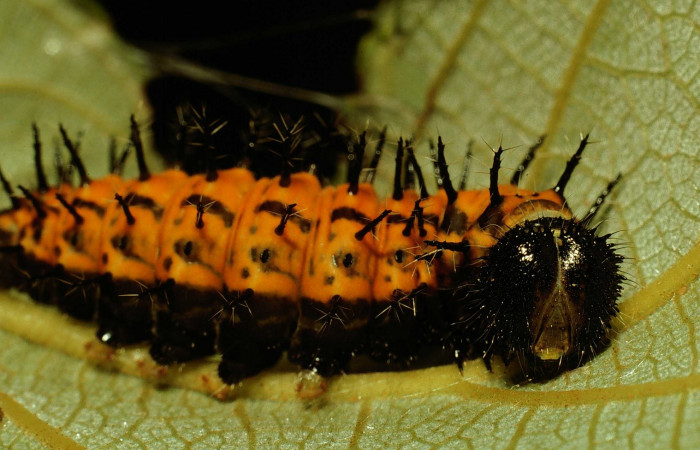 Fig. 6. Larva en último estadio de<i> Hypanartia godmanii</i></i> (Nymphalidae). Area de Conservación Guanacaste, Sector Cacao, Sendero Derrumbe, elevación 1220mt. (02-SRNP-23210-DHJ69182.jpg).