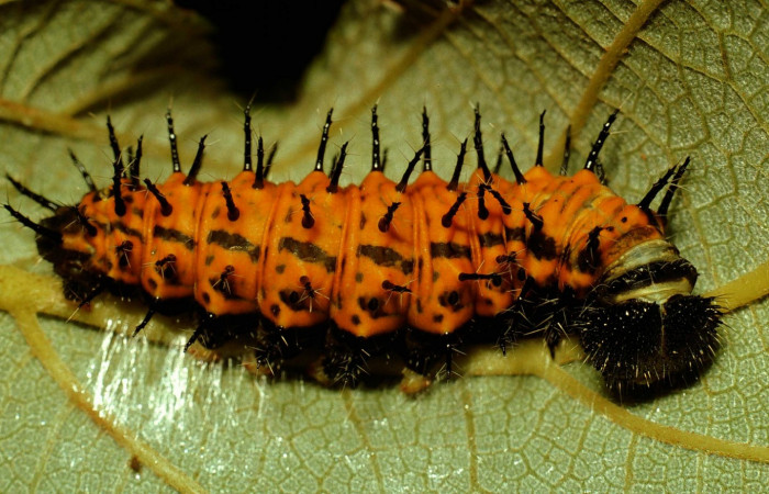 Fig. 5. Larva en último estadio de <i>Hypanartia godmanii</i></i> (Nymphalidae). Area de Conservación Guanacaste, Sector Cacao, Sendero Derrumbe, elevación 1220mt. (02-SRNP-23210-DHJ69185.jpg).