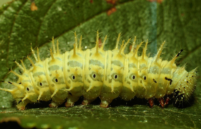 Fig. 7. Larva en último estadio de<i> Hypanartia godmanii</i></i> (Nymphalidae). Area de Conservación Guanacaste, Sector Cacao, Sendero Derrumbe, elevación 1220mt. (02-SRNP-23274-DHJ69189.jpg).