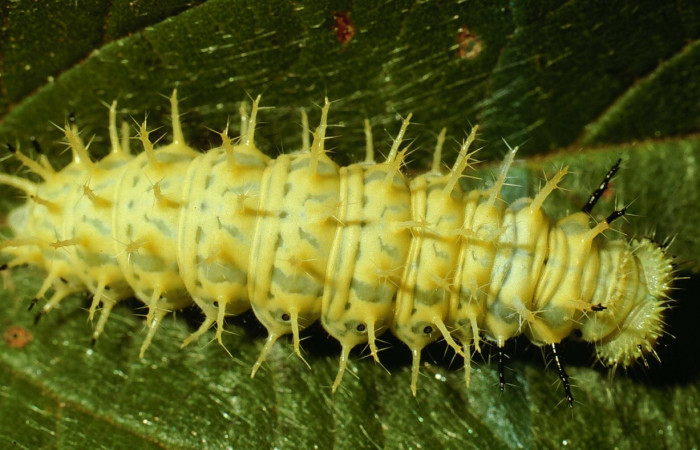 Fig. 8. Larva en último estadio de <i>Hypanartia godmanii </i></i>(Nymphalidae). Area de Conservación Guanacaste, Sector Cacao, Sendero Derrumbe, elevación 1220mt. (02-SRNP-23274-DHJ69192.jpg).