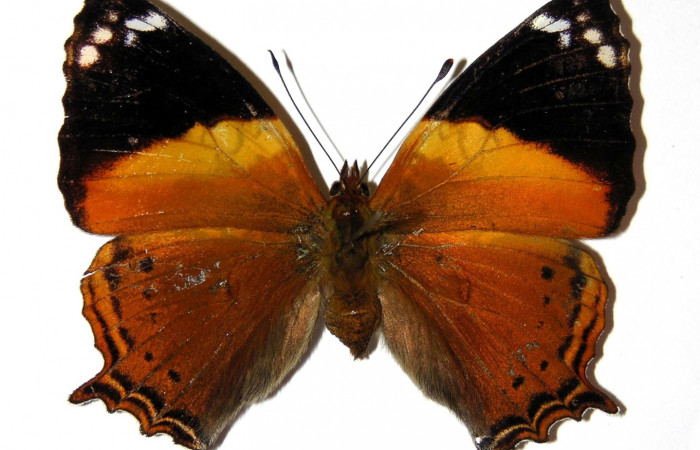 Fig. 1. Adulto de <i>Hypanartia godmanii</i></i>.  Area de Conservación Guanacaste, Sector Cacao, Estación Cacao, elevación1150mt. (02-SRNP-8296-DHJ98634).